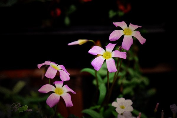 DSC_0132_����.jpg
