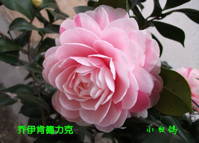 DSCF9087_����.jpg