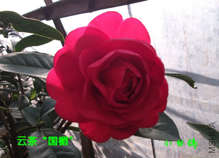 DSCF9103_����.jpg