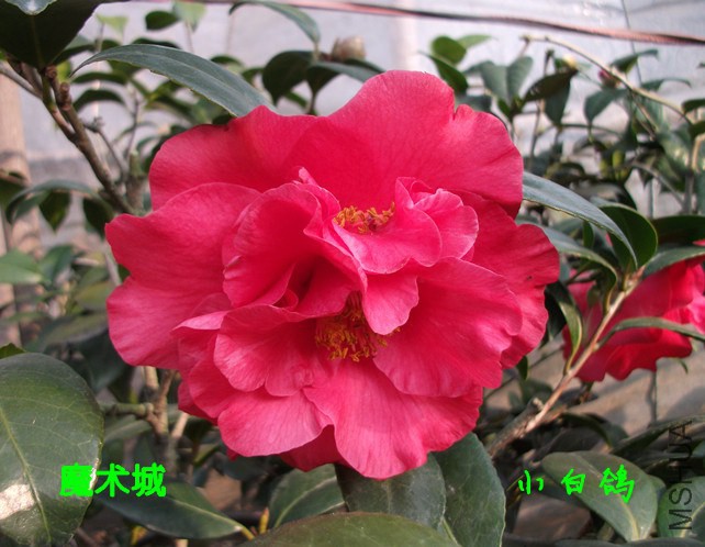 DSCF9125_����.jpg
