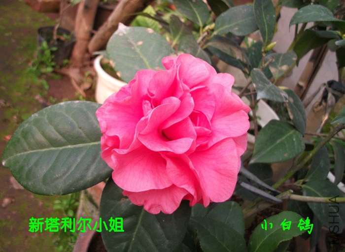 DSCF9129_����.jpg