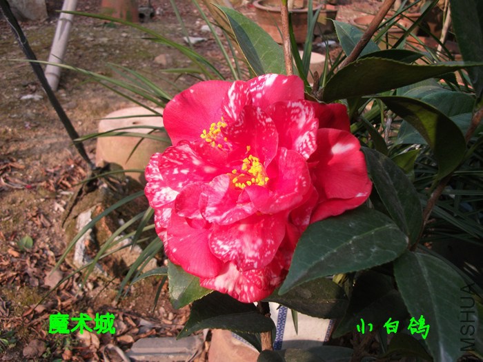 DSCF9132_����.jpg