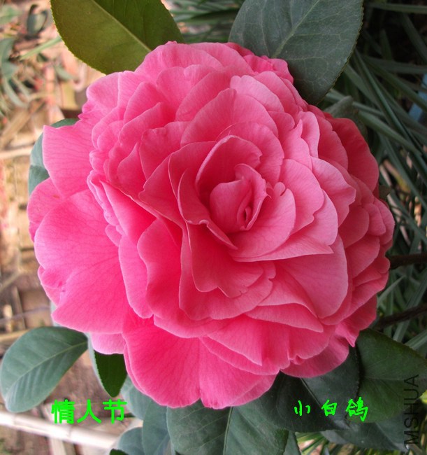 DSCF9133_����.jpg
