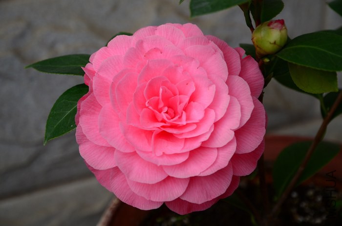 DSC_7931.jpg