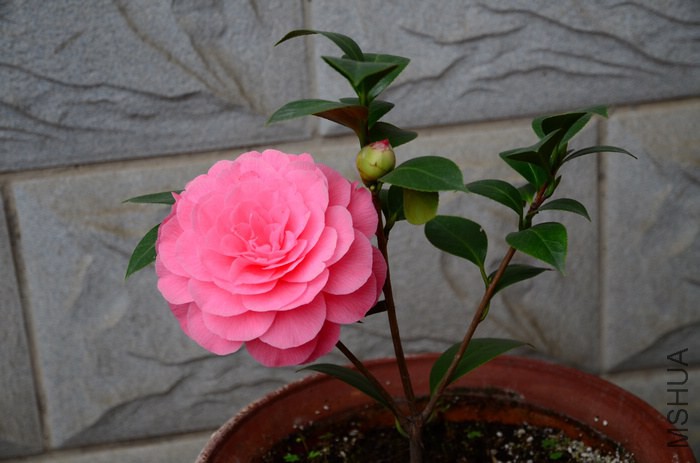 DSC_7928.jpg
