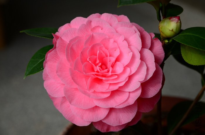 DSC_7934.jpg