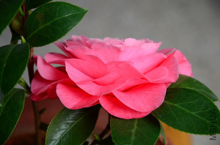 DSC_7937.jpg