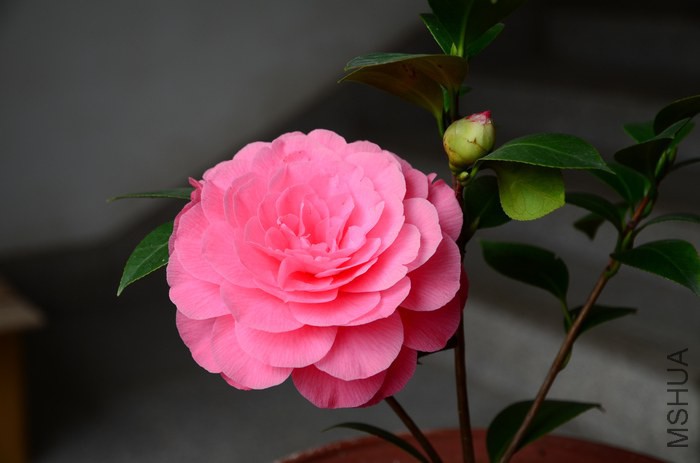DSC_7938.jpg