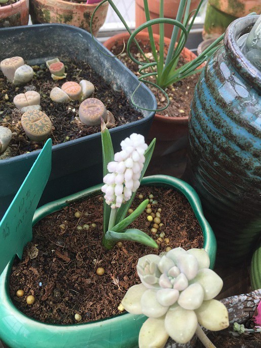 С����Ϊ���Ὺ����������ǿ����˵��ճ�