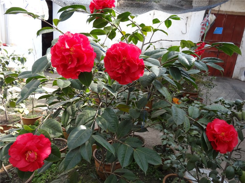 DSC01684.jpg