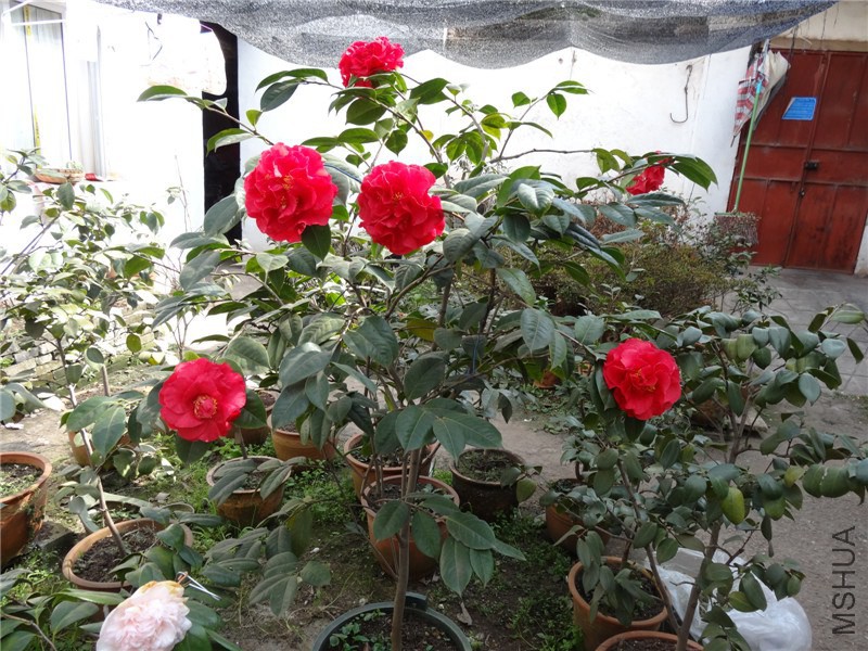 DSC01685.jpg