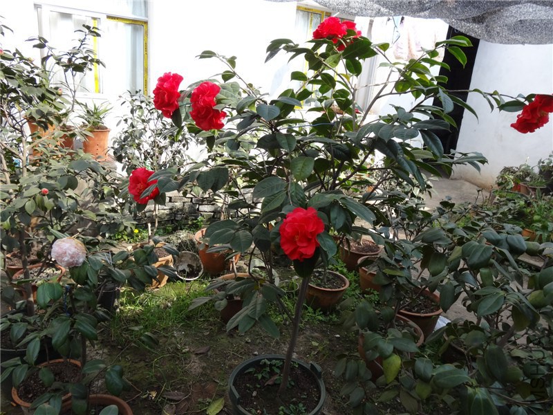 DSC01686.jpg