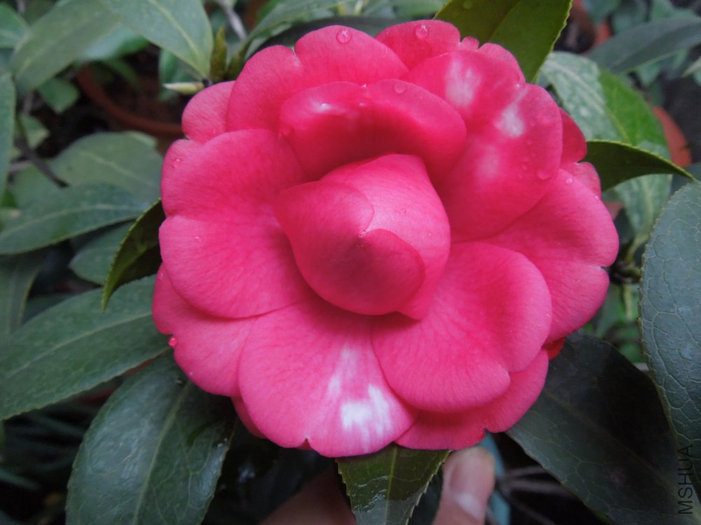 DSCN4168.JPG