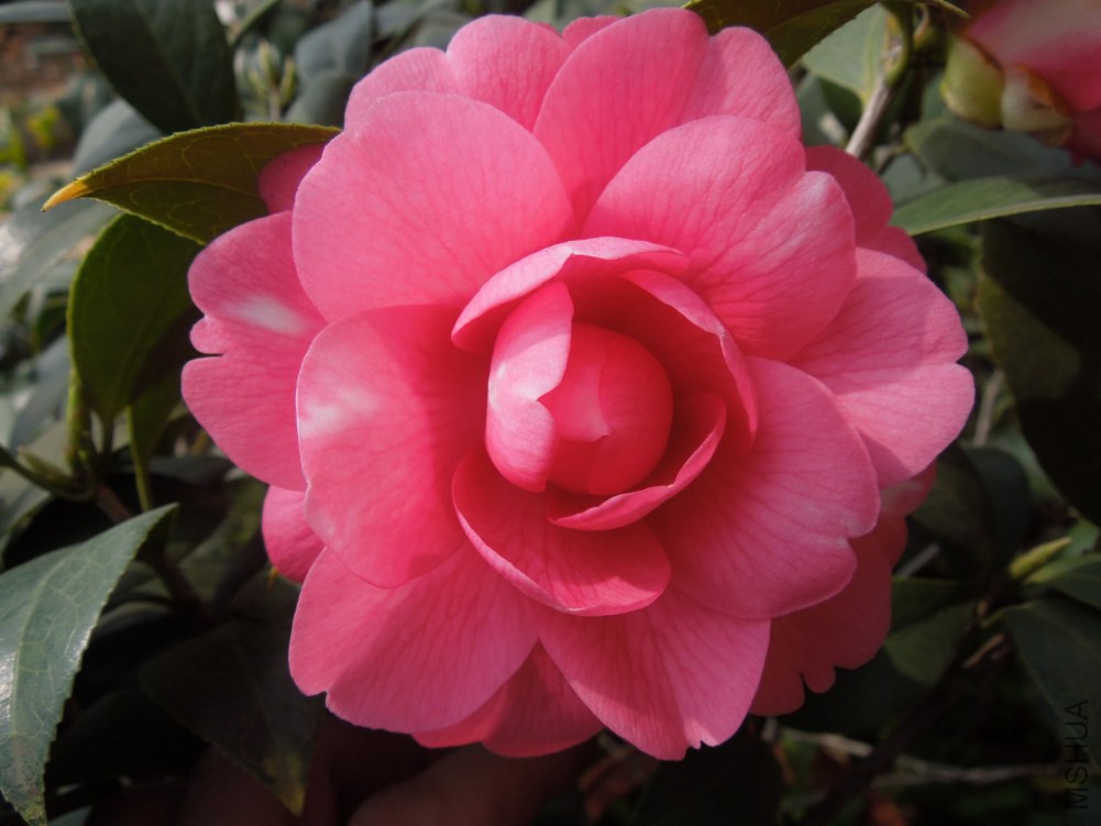 DSCN4604.JPG