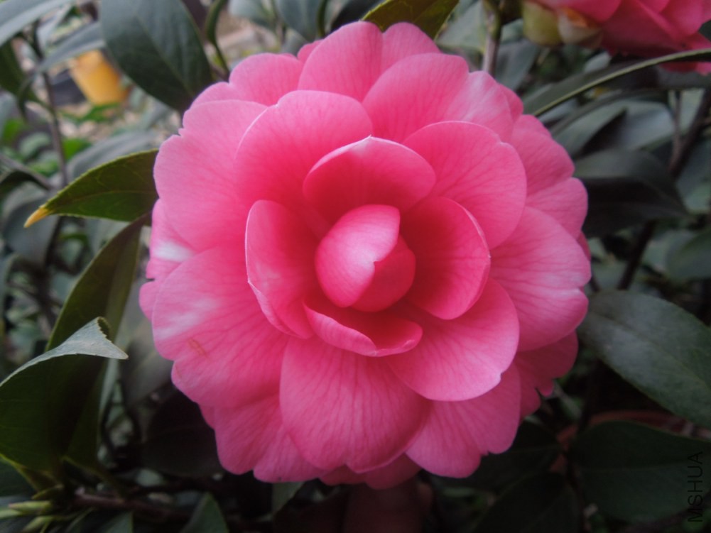 DSCN4612.JPG