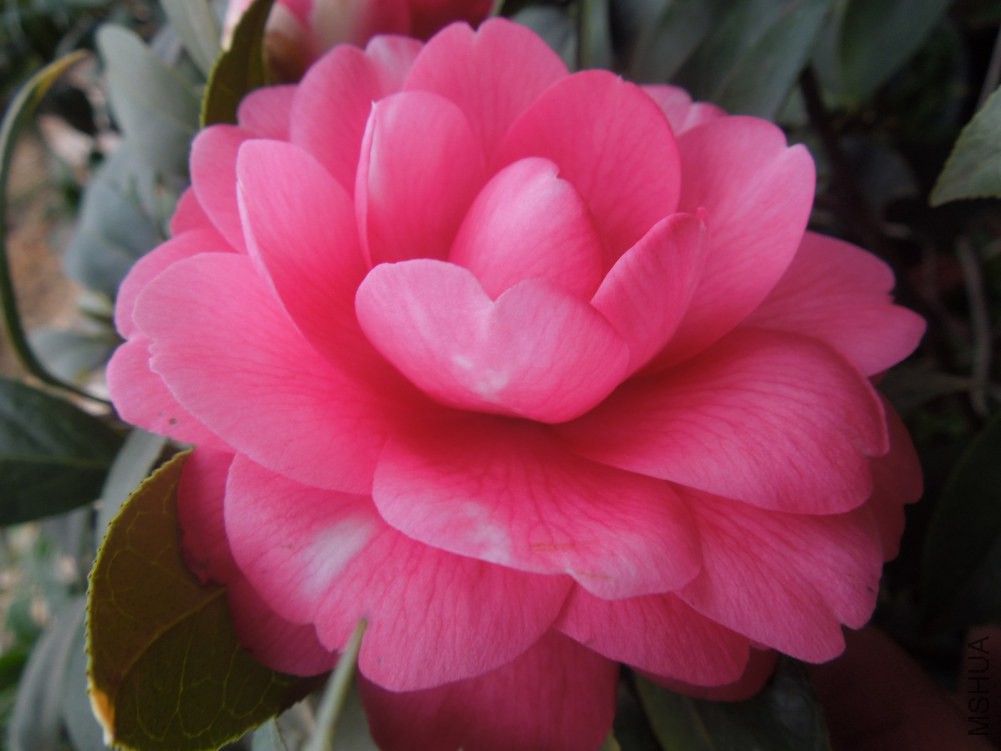 DSCN4614.JPG