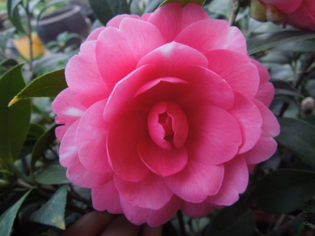 DSCN4630.JPG