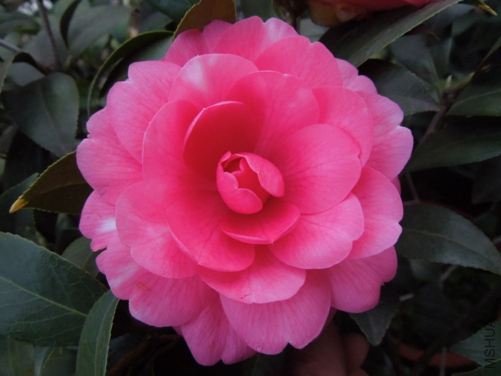 DSCN4633.JPG