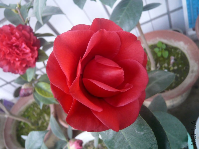 ��ɫ���� (2).JPG