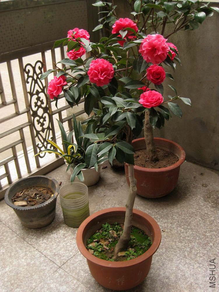 IMG_0649.JPG