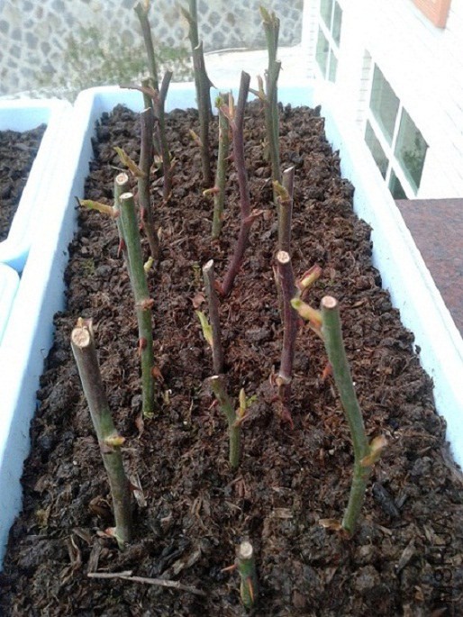 20150222_174611.jpg
