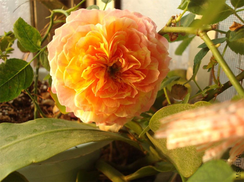 DSC02461.jpg