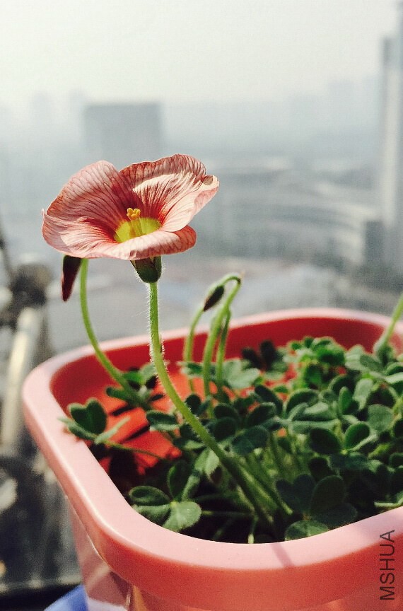 ������ blush.jpg