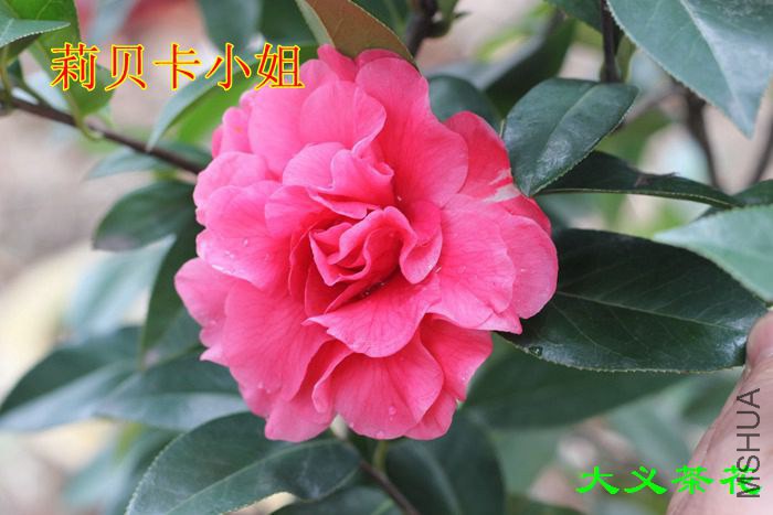 �򱴿�С ��.jpg