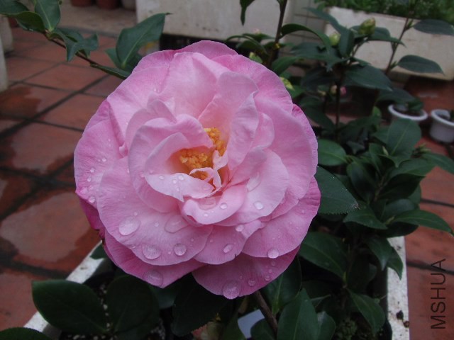 GEDC0943.JPG