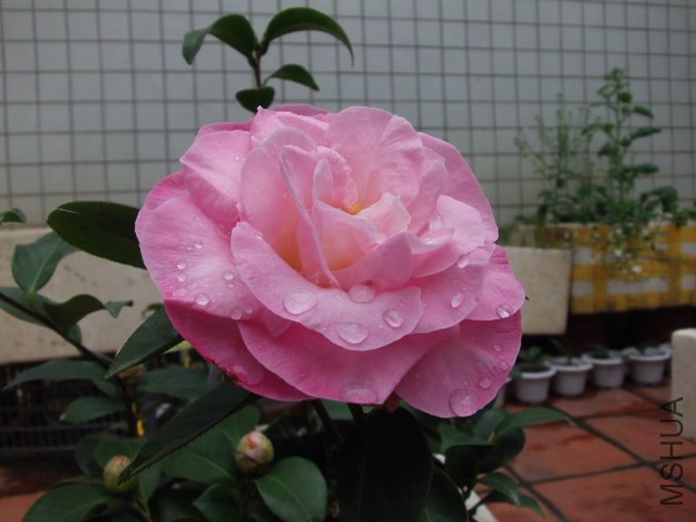 GEDC0944.JPG