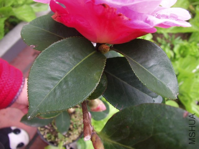 GEDC0946.JPG