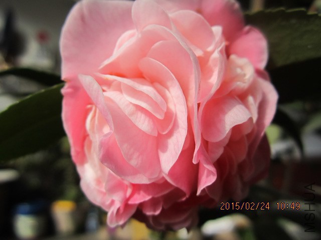 IMG_8866.JPG
