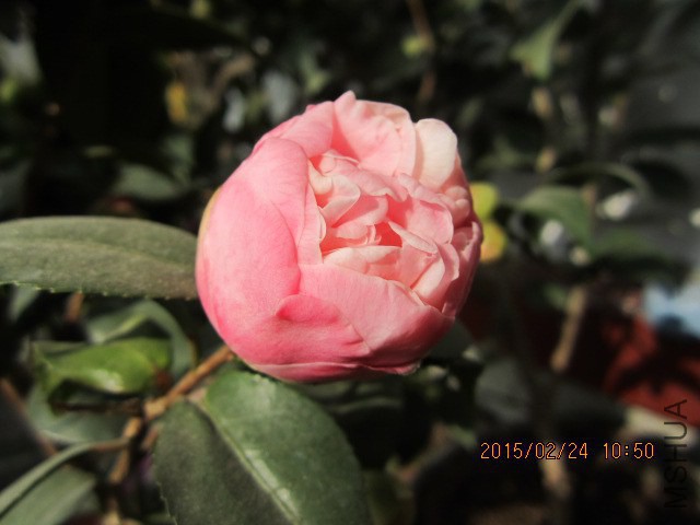 IMG_8867.JPG