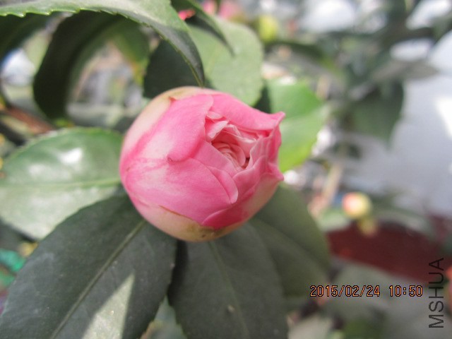 IMG_8868.JPG