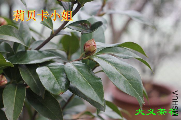 �򱴿�С ��1.jpg