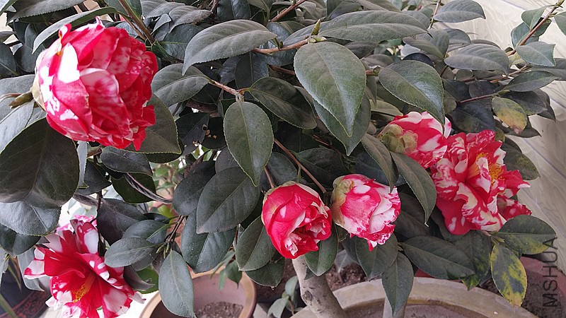 20150222_121519_����.jpg