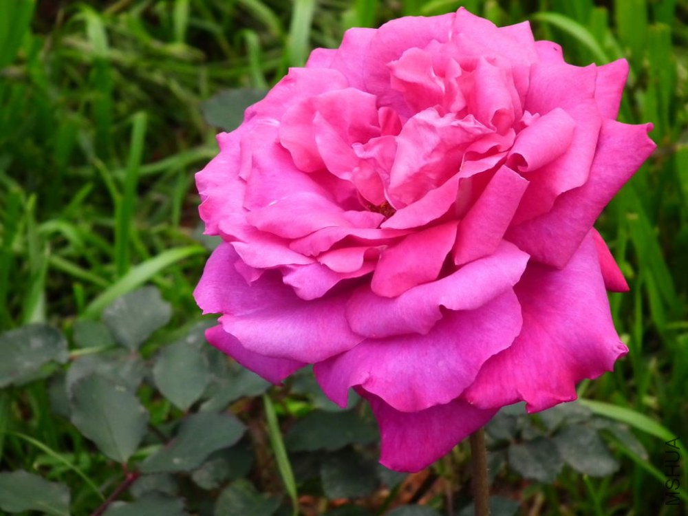DSCF0070.JPG