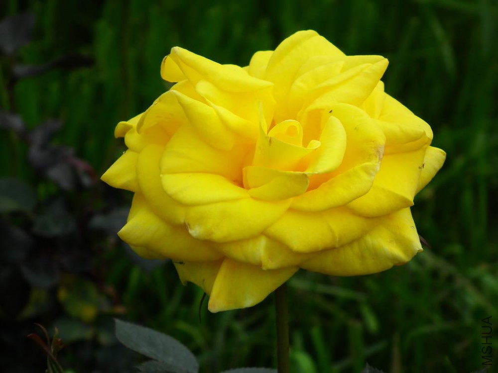DSCF0071.JPG
