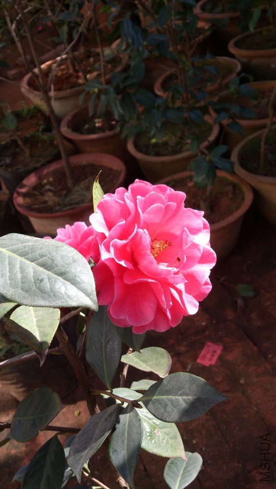 DSC_5356.jpg