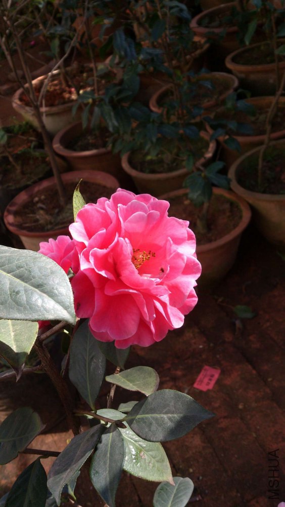 DSC_5357.jpg