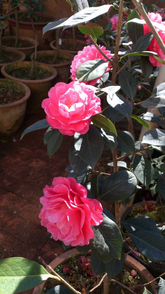 DSC_5358.jpg