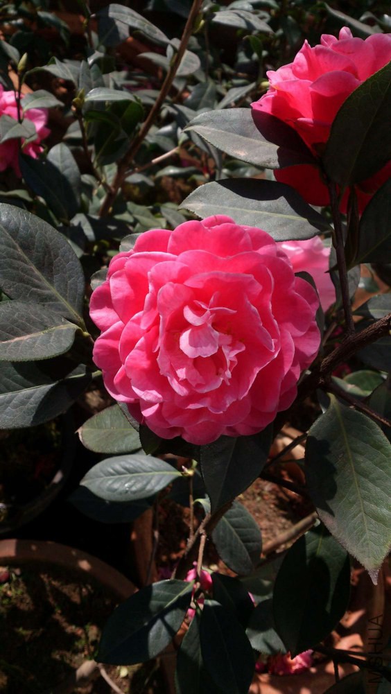 DSC_5360.jpg