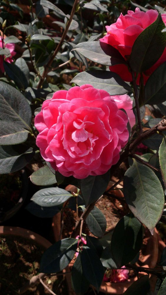 DSC_5359.jpg