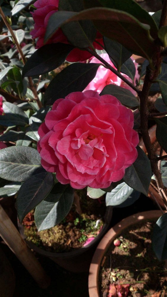 DSC_5361.jpg