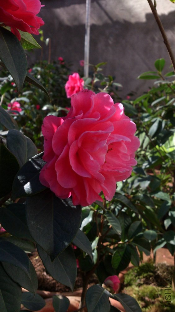 DSC_5364.jpg