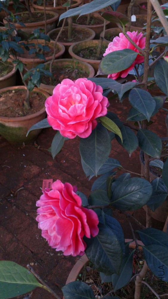 DSC_5371.jpg
