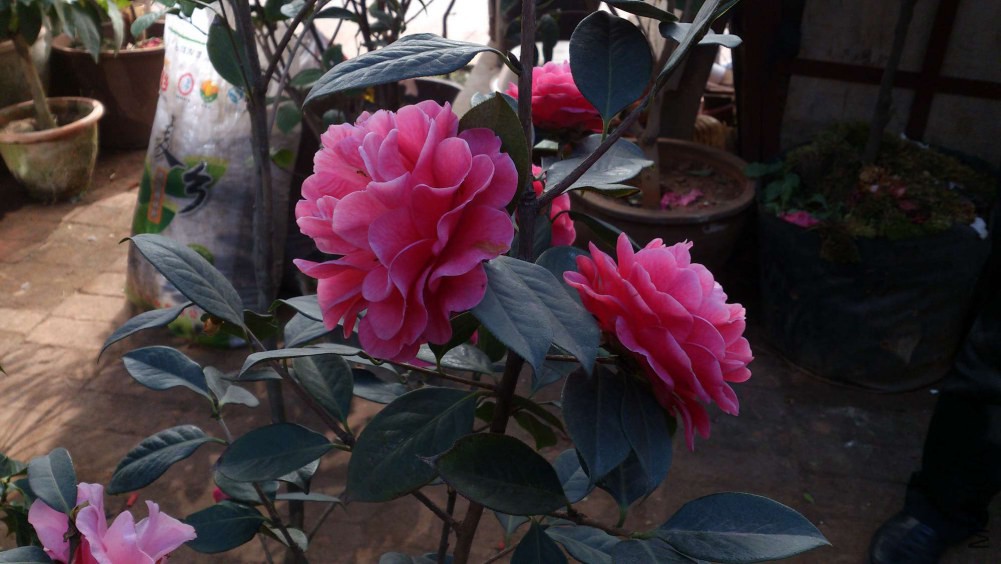 DSC_5375.jpg