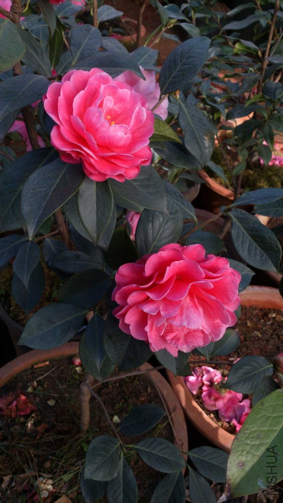 DSC_5376.jpg