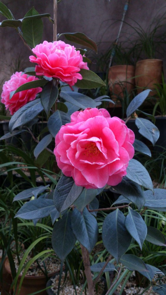 DSC_5378.jpg