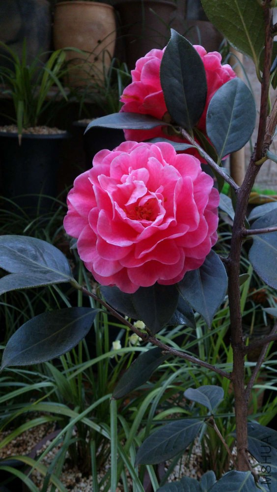 DSC_5381.jpg